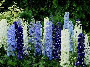 A perennial bed just wouldn't be the same without the addition of delphiniums. These perennials are hardy in our zone and will multiply year after year.