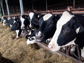 Canadian dairy farmers argue that output from Canada barely makes a dent in the U.S. market.