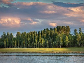 One thing all trees have in common—including poplars rooted in Calgary’s Elliston Park—is that they are part of a complex social community.