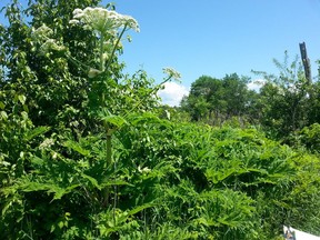 A giant hogweed plant is shown in a Nature Conservancy of Canada handout photo. The Nature Conservancy of Canada says giant hogweed is one of Canada's most dangerous plants as it poses a real human health concern. THE CANADIAN PRESS/HO- Nature Conservancy of Canada