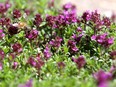 The Chartres Labyrinth garden at the Botanical Gardens of Silver Springs for gardening column by Donna Balzer in Calgary on Tuesday June 12, 2018. Darren Makowichuk/Postmedia