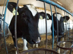 A reader questions what's behind the Canadian dairy lobby.