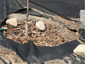 Poorly installed landscape fabric doesn't prevent weeds from growing up and around plants. It just makes them harder to remove. Courtesy, Glynn Wright