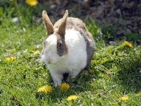 One of Canmore's numerous feral rabbits.