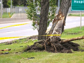 An uprooted tree and police tape mark the scene of a fatal collision along Crowchild Trail near 24th Avenue N.W. A pickup truck lost control and hit the tree early Monday morning June 11, 2018, killing the passenger and injuring the driver.