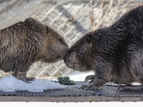 Two beavers held in care at the Alberta Institute for Wildlife Conservation. The pair were released back into the wild on May 18, 2018.