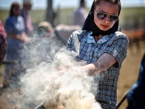 Lilian Gross holds down a calf during branding on the Pincher Creek Colony in southern Alberta.  Tuesday May 15, 2018. Leah Hennel/Postmedia