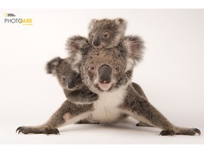 National Geographic Photo Ark Koala