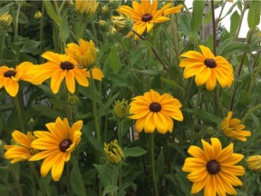 Healthy Rudbeckia in Donna Balzer's garden this year shows no sign of any chemical damage. Courtesy Donna Balzer