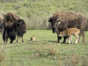 The first cows to give birth to calves in 2018 nuzzle their calves. These calves represent the future of the Banff National Park bison herd. Peter White /© Parks Canada