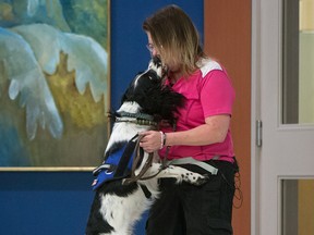 Canada's first C. difficile sniffing dog, Angus, jumps in front of his owner and trainer Teresa Zurberg, a former C. difficile patient, after a successful demonstration at Vancouver General Hospital in Vancouver, B.C., on Tuesday July 5, 2016. The two-year-old field-bred English Springer Spaniel will be used at the hospital to help battle the infection that is a concern because it attacks people whose immune systems have been compromised by antibiotics..