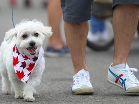 A four-legged friend is dressed in his Canada Day best during celebrations on Riverfront Avenue in downtown Calgary on Sunday, July 1, 2018. (Jim Wells/Postmedia)