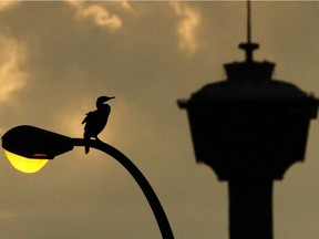 A bird on a lamp post as the sun sets following a summer rain storm in Calgary on Wednesday, July 18, 2018. The iconic Calgary Tower is in the background. Jim Wells/Postmedia