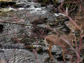 A whitetail deer looks up after crossing a creek flowing into the Kootenai River north of Libby, Montana, on November 5, 2012.