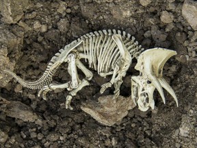 A triceratops skeleton. Should we be concerned about the rapidly increasing rate of extinction? Experts say yes.