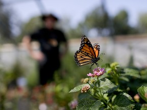 A monarch in a butterfly atrium at a nursery in Vista, Calif..