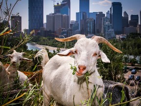 Goats are being used for targeted grazing on McHugh Bluffs as part of a naturalization project along Memorial Drive. Al Charest/Postmedia