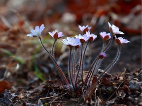 Hepatica flowers in the sunlight. Courtesy Pixabay creative commons for hort society column 2018