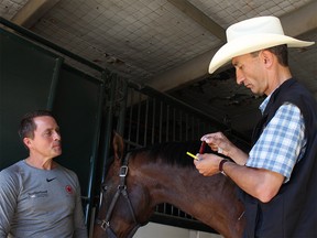 Chuckwagon Driver Mark Sutherland watches as Renaud Léguillette, the Calgary Chair in Equine Sports Medicine at University of Calgary, uses a handheld blood ammonia testing device on Zoe, a horse belonging to chuckwagon driver Mark Sutherland. The device, used for testing blood in sick humans, might prove a good tool to use ‘track-side’ to test a horse’s fitness performance and athletic capacity.  Sammy Hudes/Postmedia