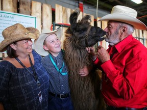 Barrett Hubers with his aunt Lisa Bednarik and grandfather John Bednarik and Señor Manuel "Manny" the llama at the Calgary Stampede  on Sunday July 8, 2018. Leah Hennel/Postmedia