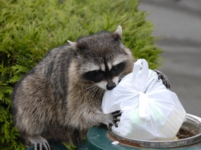 Urban raccoon dining on city favourite - garbage.