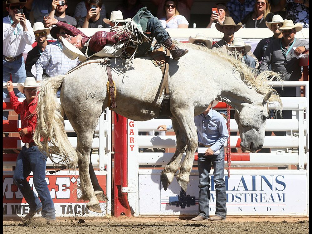 2018 Stampede Bareback Champion Richie Champion Calgary Herald
