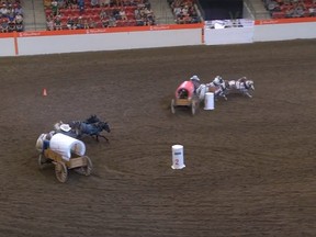 The mini chuckwagon races are off at the 2018 Calgary Stampede. For roving reporter feature.