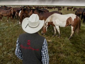 Ranch manager Tyler Kraft with a herd of bucking horses at the Calgary Stampede Ranch south of Hanna, Ab., on Tuesday June 28, 2016. Mike Drew/Postmedia