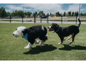 Two dogs go for a run during the launch of the new dog park at University District.