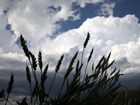 Prairie farmers breathed a collective sigh of relief last week, when Japan — Canada's second-largest buyer of wheat — lifted a month-long import ban imposed in the aftermath of the discovery of a few stalks of genetically modified wheat growing in a ditch in southern Alberta.