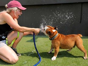 Laken Watson gives Gus, a two year old bulldog a refreshing shower at Sleep Rover Doggie Hotel and Daycare in Calgary, on Friday August 10, 2018.