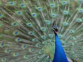 A male peacock displays its tail feathers at Gut Aiderbichl in Henndorf, Austrian province of Salzburg, Saturday, April 26, 2014.