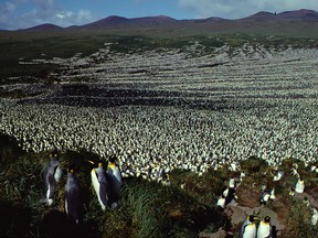 This handout photo taken in 1982 and released on July 30, 2018 by the French National Centre for Scientific Research shows a two-million-strong king penguin colony on Ile aux Cochon.