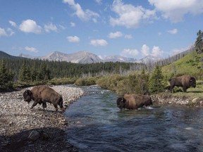 Wild plains bison cross the Panther River in Banff National Park in this recent handout photo. The bison herd has officially been protected as wildlife on provincial land near Banff National Park.