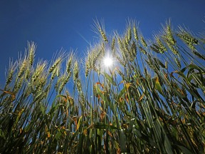 Barley grows in a field east of Calgary.