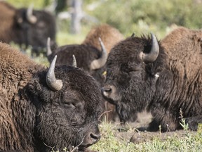 Some of the Bulls of the Banff National Park wild plains bison herd relax in the summer sun in this recent handout photo.