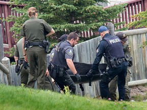 Fish and Wildlife, peace officers and RCMP carry a black bear they tranquilized to a bear culvert trap to remove it from the Peaks of Grassi neighborhood in Canmore on Saturday, August 25, 2018.