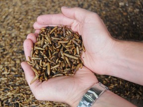 Black soldier fly larvae has a high protein and fat content, making it ideal for animal feed.