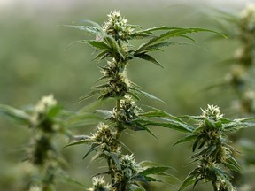 Flowering marijuana plants are pictured during a tour of Tweed in Smiths Falls, Ontario on Thursday, Jan. 21, 2016.