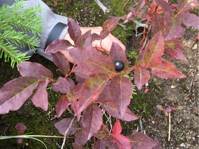 The telltale burnt red leaves of the huckleberry bush with the sweet berry.