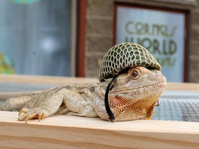 Bearded Dragon Kevin wears one of his signature hats at Cornel's World Terrariums on Thursday August 23, 2018. Kevin and the staff of the Calgary business including owner Greg West and his daughter Emma are featured in an upcoming series on Animal Planet. Gavin Young/Postmedia