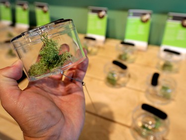 NewLeaf CAO Angus Taylor gives a Sneak-Peek at the future of Cannabis at his 1935 37th SW store in Calgary on Monday August 20, 2018. Darren Makowichuk/Postmedia