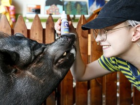 Kristina Greco, Manager of Pawsitively Natural Pet Food stores shows their mascot Alistair the CBD oils they are selling for pets in Calgary on Wednesday August 22, 2018. Darren Makowichuk/Postmedia