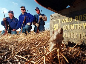 Alberta Rat Control officers, left to right, Bill Kloeckes, Orest Popil and Bruce Alexander patrol a field near Kitscoty, Alta., in 2000. They pose with a stuffed rat beside the mudflap of their truck. Alberta is the only rat-free province in the country.