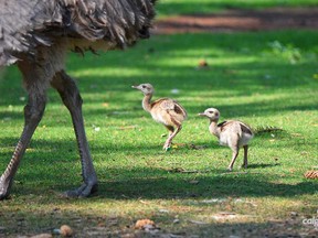 The Calgary Zoo announced the first greater rhea chicks hatched to the zoo on record. The yet unnamed chicks, arrived August 3 and 5, 2018. The greater rhea is flightless and the largest bird in South America. Related to the ostrich and emu, they are near threatened and part of the Species Survival Plan (SSP) which is designed to ensure genetic diversity and safeguard a species-at-risk population. In the wild, rhea populations are declining due to hunting, habitat loss and fragmentation, say zoo officials.