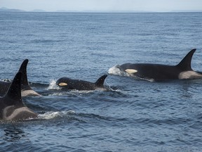 J50 keeps up with her pod near San Juan Island off Washington state in this recent handout photo. Scientists are reporting progress in the race to help an emaciated and endangered West Coast killer whale in the waters of the Salish Sea. Biologists with the National Oceanic and Atmospheric Association in the United States have tweeted that the team caught up with J50 and her pod near San Juan Island off Washington state. They were able to obtain a breath sample from the juvenile female orca to help assess any infection she might have and they also administered a dose of antibiotics. THE CANADIAN PRESS/HO - NOAA Fisheries West Coast - Katy Foster ORG XMIT: CPT110