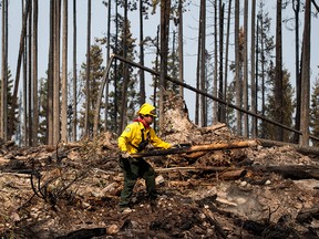 Firefighter Christian Garcia, of Mexico, moves a burnt tree to get at hotspots in an area burned by the Shovel Lake wildfire near Endako, B.C., on Thursday, Aug. 16, 2018. The Shovel Lake wildfire is more than 680 square kilometres in size and is the largest of the more than 500 fires burning across the province.