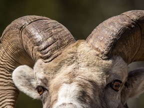 A bighorn ram enjoys the sun of Kananaskis Country. It's time to build a new Kananaskis-type park in the Bighorn Backcountry area, say columnists.