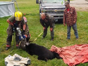 In this image released to media on September 12, 2018 by Dawn Knutson, rescue personnel use the Jaws of Life to free a black bear on September 7 after its head became stuck inside a 10-gallon milk can near Roseau, Minn.