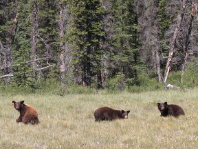 Three black bear cubs found in a Vermilion Lakes washroom in April 2017 were returned this summer to Banff National Park.